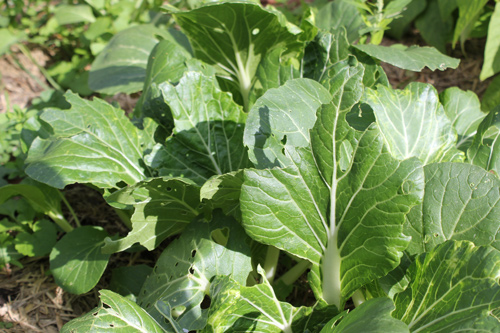 bok choy in the Jacican kitchen garden in Mirboo North Gippsland