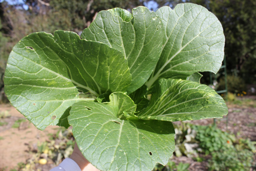 grow your own bok choy in the Jacican kitchen garden in Mirboo North Gippsland