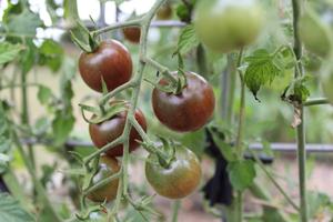 Tomatoes in Jacican cooking school kitchen garden, Mirboo North, Gippsland