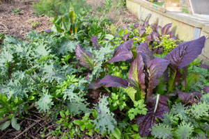 Jacican wild greens and lettuce blog 002