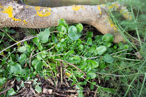 Jacican wild greens and lettuce blog 005