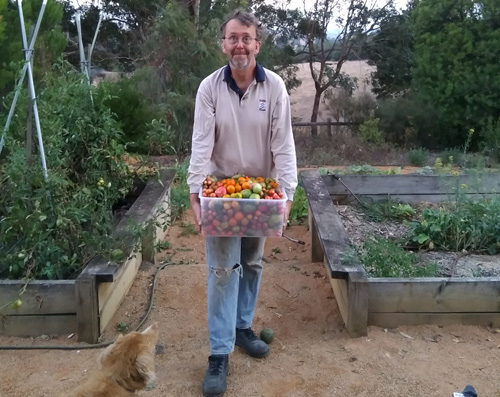 BM in veggie patch with a box of tomatoes